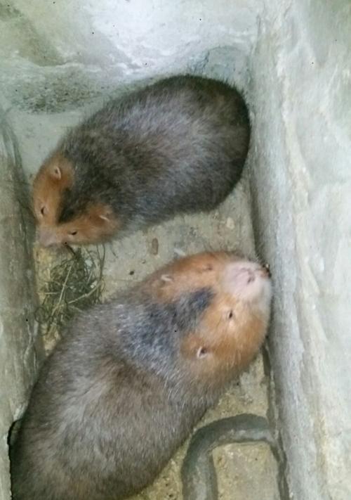 中华竹鼠的饲养方法（掌握这些技巧）