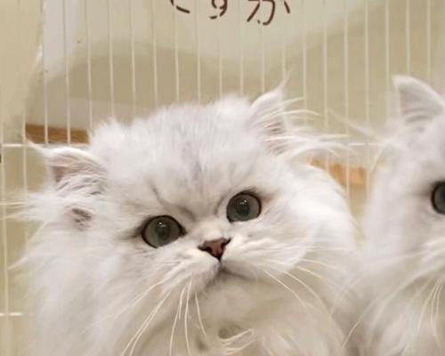 寻找迷路的猫咪（如何在城市中寻找宠物猫咪）