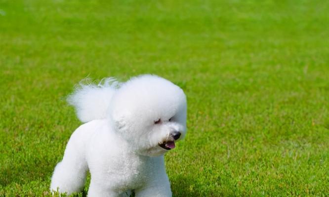 如何训练比熊犬握手（以宠物为主）