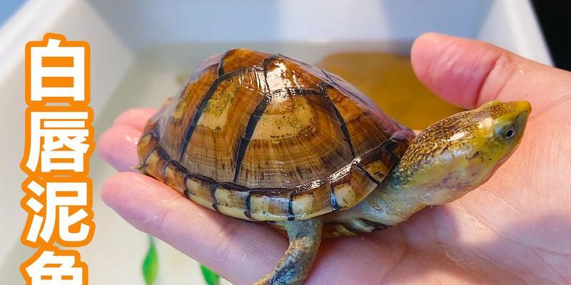 白唇泥龟的饲养方法