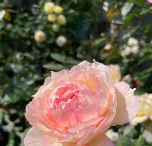迷恋花香，寻找最香的月季花品种（品味花海）