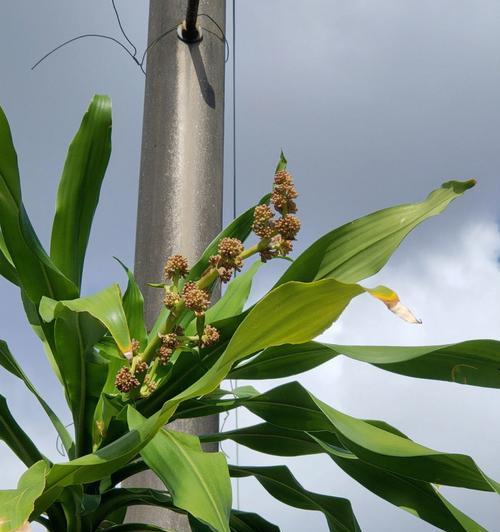 花开为证——探秘巴西铁树开花的寓意（探讨铁树开花的象征意义及文化内涵）