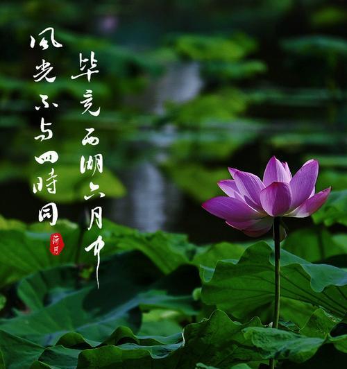 荷花的品种及分类（探秘荷花的神秘世界）
