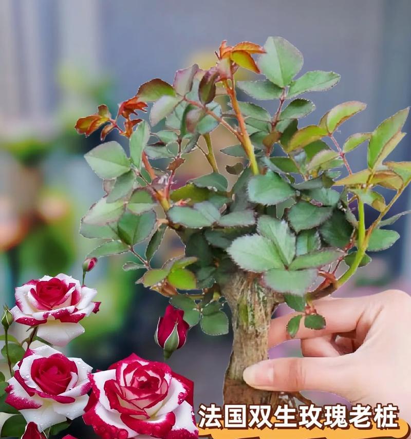 盆栽玫瑰花的养殖指南（从选择品种到护理技巧）
