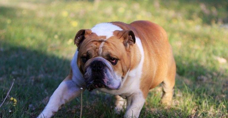 英国斗牛犬的饮食调理方法（宠物健康生长的关键，仅需注意这几点！）