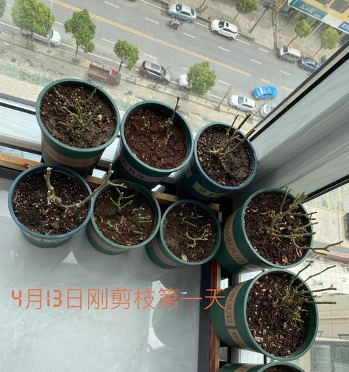 巧妙剪枝，让巴西鸢尾兰焕发新生（如何正确剪枝巴西鸢尾兰，让它更加美丽健康）