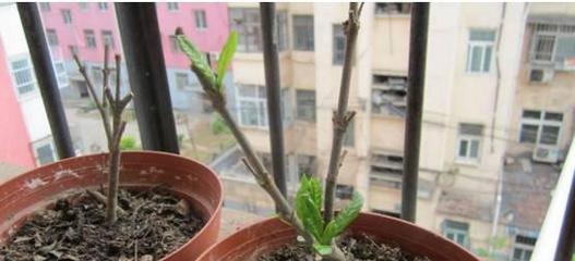 如何治疗栀子花叶片发黑发焦？（栀子花叶片发黑发焦原因分析及治疗方法分享）