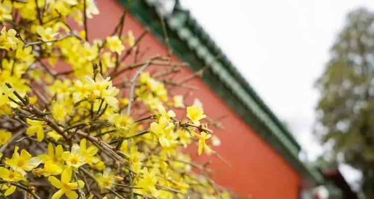 玉兰树的寓意与风水关系（探究玉兰树的文化意义和风水价值）