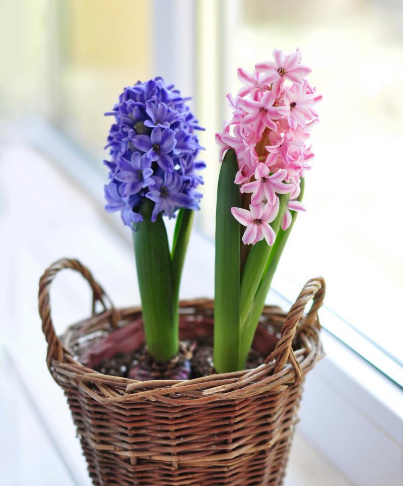 风信子花语的深意与象征（探秘风信子花朵的内涵及其神奇魅力）