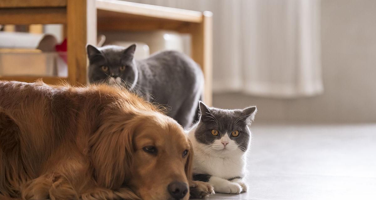 如何让家里同时养狗狗和猫咪？（宠物共处的秘诀，必备知识与技巧）