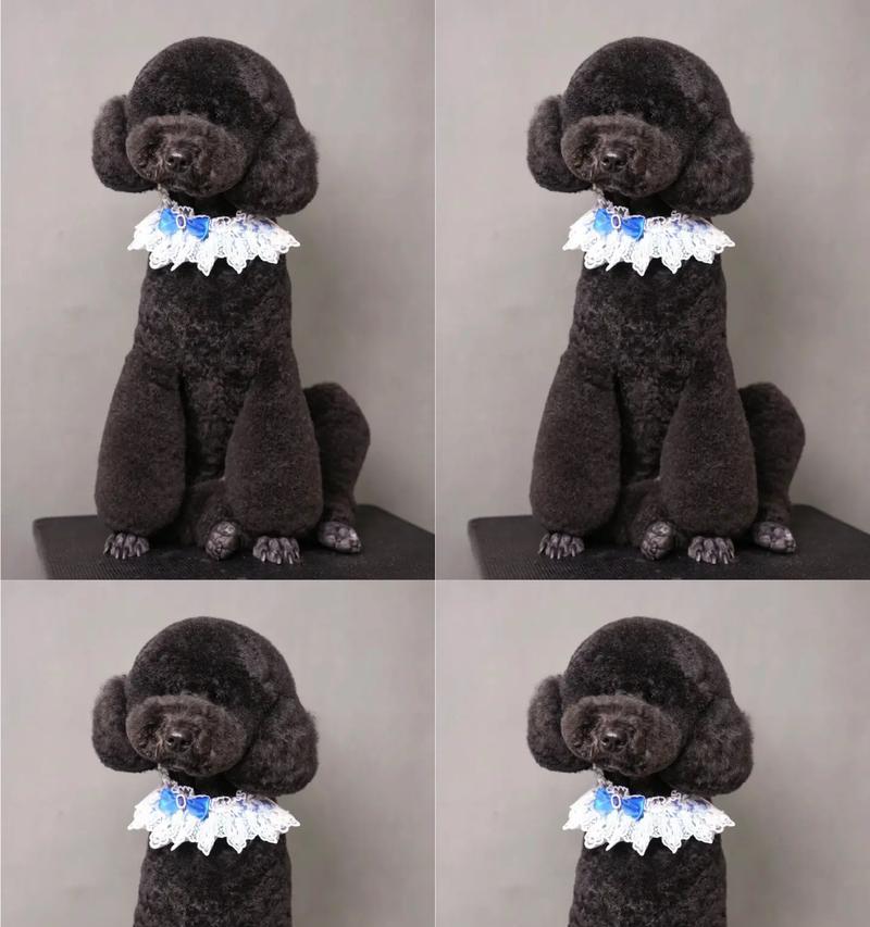 巨型贵宾犬-宠物养殖的新选择（巨型贵宾犬的优缺点与培养技巧）