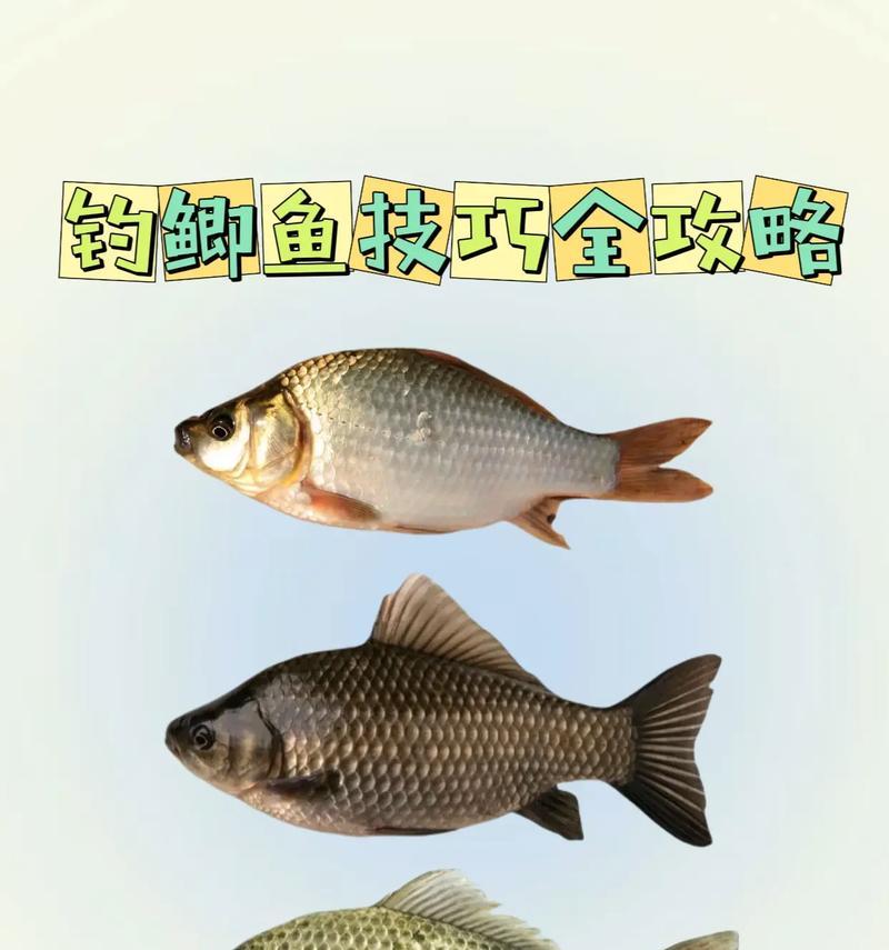 5月野钓鲫鱼的绝佳技巧（挑选合适的饵料，享受丰收的喜悦）