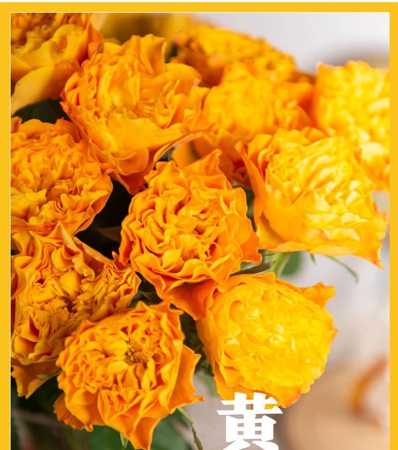 玫瑰花语（揭秘不同颜色玫瑰的花语，让你更懂爱情）