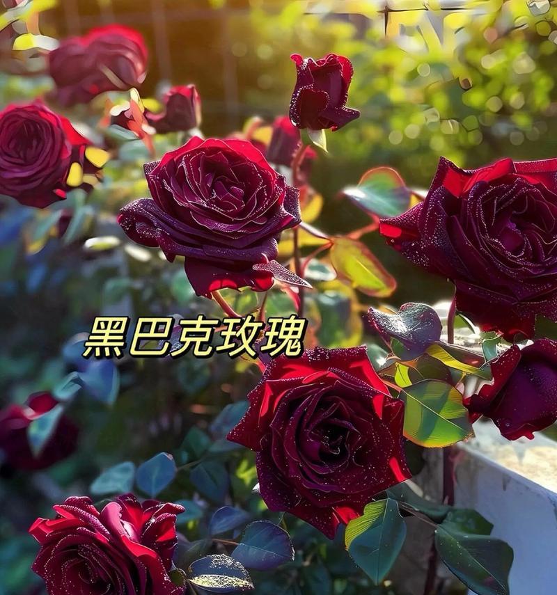 时间之花（时间的花海中绽放着生命的秘密）