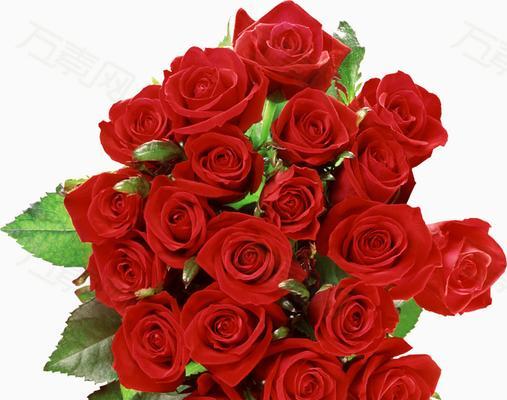 红色玫瑰花的深意（传递爱的轻语——红色玫瑰花的代表意义）