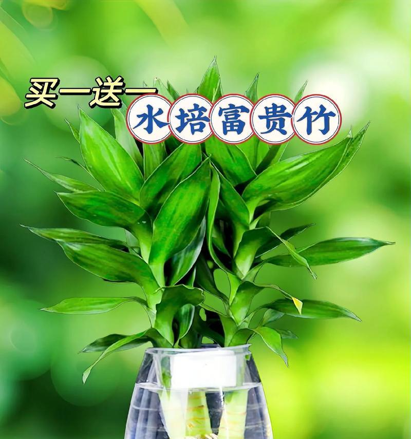 观音竹与富贵竹，哪个更适合室内？（品质、环境、价格，详细对比帮你做出选择。）