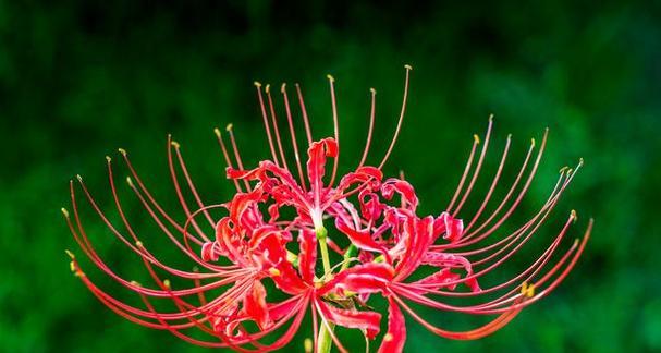 「花开另一岸」——彼岸花的寓意与意义（寻找生命中的新起点）