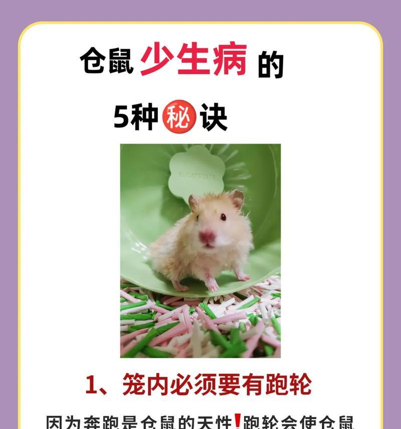 守望先锋仓鼠限制方法是什么？如何有效控制仓鼠？