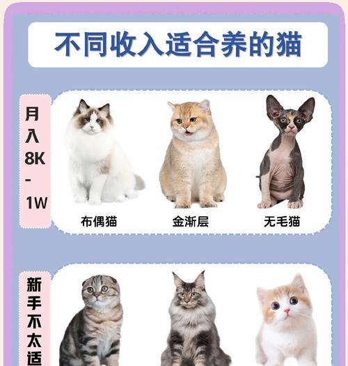 新寻仙中猫咪选择标准是什么？如何挑选合适的猫？