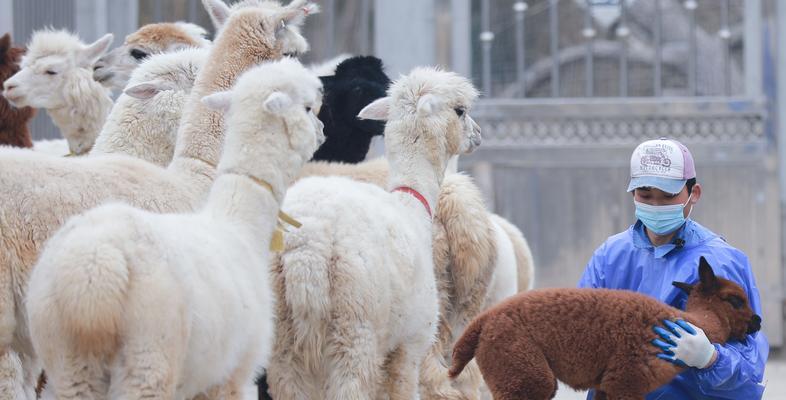 羊驼繁殖需要什么条件？繁殖成功后会怎样？